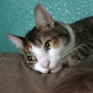 Meet your Posher, Alison